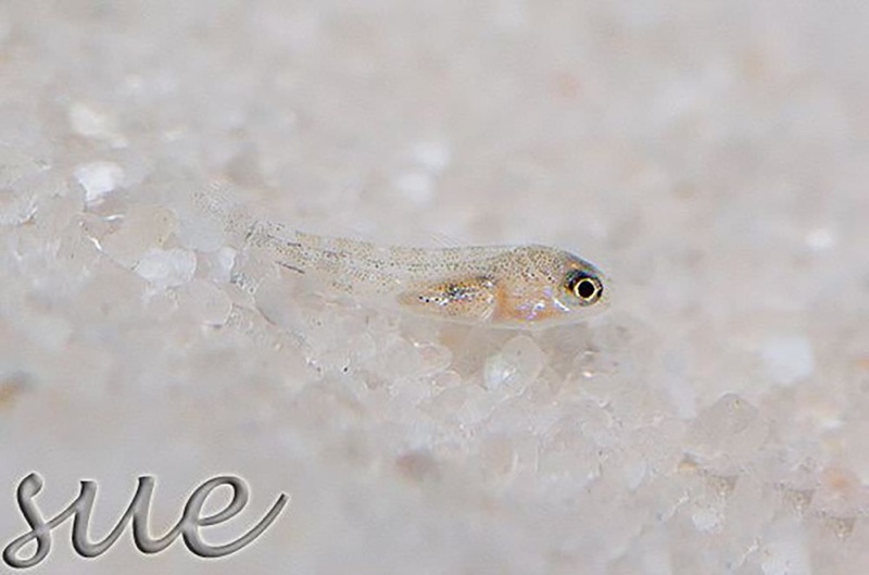 Telmatochromis cf. temporalis 'Mtoto'